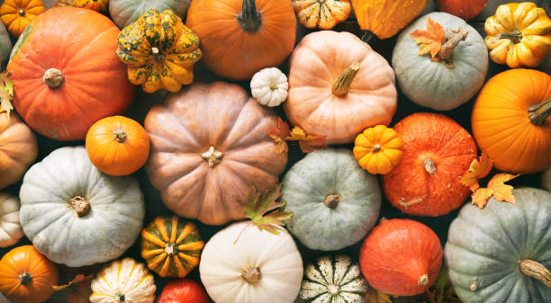 Fall Family Fest